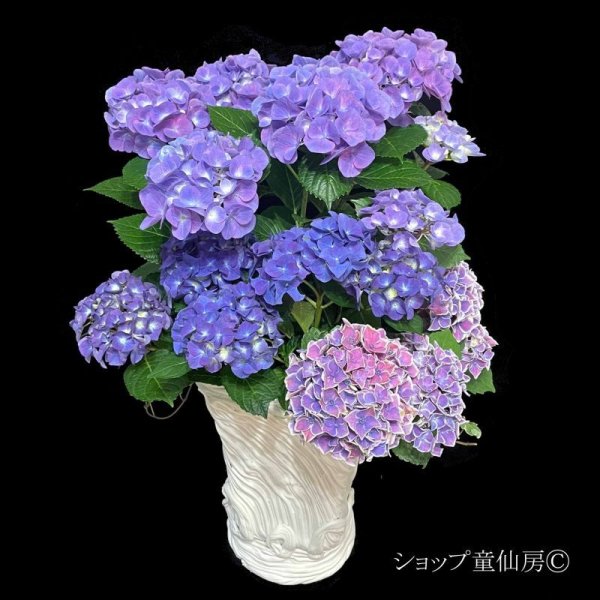 画像1: 庭のあじさい品種お任せ・寄せ植え大鉢 (1)