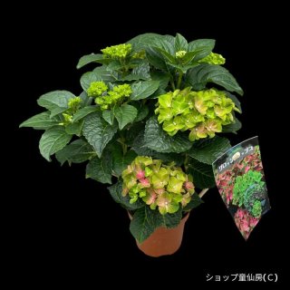 ショップ童仙房より、童仙房ナーセリー＆ガーデンで生産された高