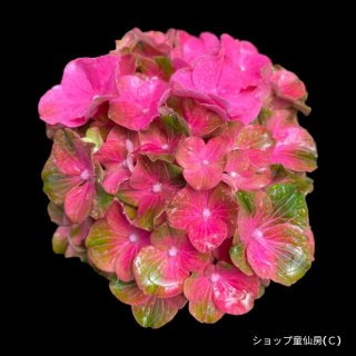 ブルーベリームーン ラズベリーメモリーズ おらいさん苗
