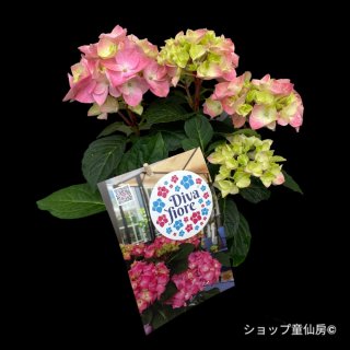 クリスマスローズ専門店 ショップ童仙房 クリスマスローズ 通信