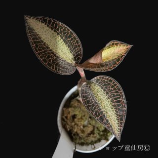 _peas.4 | 【 我が家での育成環境 】 ・ジュエルオーキッドは