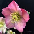 画像2: クリスマスローズ鉢植え　大鉢　氷の薔薇　ローズ (2)