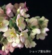 画像5: クリスマスローズ鉢植え　大鉢　氷の薔薇　ピコティー (5)