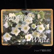 画像5: クリスマスローズ鉢植え　大鉢　氷の薔薇　ホワイト (5)