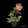 画像5: クリスマスローズ Ice N' roses 氷の薔薇ナイチンゲール3.5号 (5)