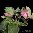 画像12: クリスマスローズ Ice N' roses 氷の薔薇ナイチンゲール3.5号 (12)