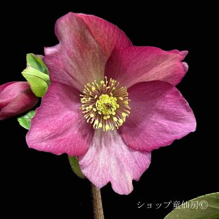 クリスマスローズ,童仙房ナーセリー＆ガーデンのクリスマス