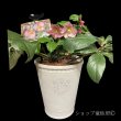 画像4: 【氷の薔薇アーリーローズ】大株鉢植え現品 (4)