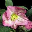 画像4: クリスマスローズ鉢植え　大鉢　氷の薔薇　イタリアーノロゼッタ (4)