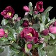 画像2: クリスマスローズ鉢植え　大鉢　氷の薔薇　イタリアーノベノッタ (2)