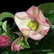 画像5: クリスマスローズ鉢植え　大鉢　氷の薔薇　イタリアーノロゼッタ (5)