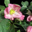 画像6: クリスマスローズ鉢植え　大鉢　氷の薔薇　イタリアーノロゼッタ (6)