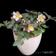 画像3: クリスマスローズ鉢植え　大鉢　氷の薔薇　ダークピコティー (3)