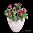 画像1: クリスマスローズ鉢植え　大鉢　氷の薔薇　イタリアーノベノッタ (1)