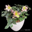 画像5: クリスマスローズ鉢植え　大鉢　氷の薔薇　ダークピコティー (5)