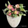 画像3: クリスマスローズ鉢植え　大鉢　氷の薔薇　イタリアーノロゼッタ (3)