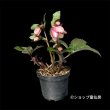 画像2: 【現品】Ice N' roses 氷の薔薇マッディーマーブル (2)