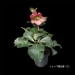 画像2: クリスマスローズ Ice N' roses 氷の薔薇イタリアーノ・ロゼッタ3.5号 (2)