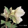 画像3: 【HGC氷の薔薇ホワイト】寄せ植え現品 (3)