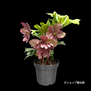 クリスマスローズ専門店 ショップ童仙房 クリスマスローズ 通信