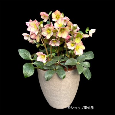 画像3: クリスマスローズ Ice N' roses 氷の薔薇ピコティー3.5号