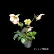 画像3: クリスマスローズ Ice N' roses 氷の薔薇ピコティー3.5号 (3)