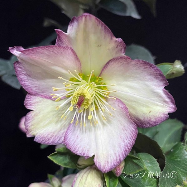 画像1: 【開花終了株】クリスマスローズ Ice N' roses 氷の薔薇フロステッドローズ4.5号 (1)