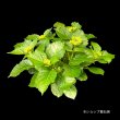 画像13: 庭のあじさい苗 【HBAカーリーウーリーレッド】3.5号 (13)