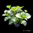 5月上旬