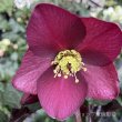 画像12: クリスマスローズ Ice N' roses 氷の薔薇メーガンマーブル4.5号 (12)