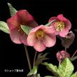 画像3: クリスマスローズ Ice N' roses 氷の薔薇ミンディーマーブル6号 (3)