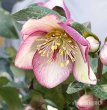画像26: クリスマスローズ Ice N' roses 氷の薔薇マリーマーブル4.5号 (26)