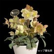 画像13: クリスマスローズ HGCマホガニースノー6号 (13)