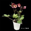 画像21: クリスマスローズ Ice N' roses 氷の薔薇ミンディーマーブル4.5号 (21)