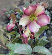 画像17: クリスマスローズ Ice N' roses 氷の薔薇ダークピコティー6号 (17)