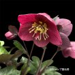 画像4: クリスマスローズ Ice N' roses 氷の薔薇メーガンマーブル4.5号 (4)