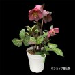 画像20: クリスマスローズ Ice N' roses 氷の薔薇ミンディーマーブル4.5号 (20)