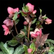 画像26: クリスマスローズ Ice N' roses 氷の薔薇マリーマーブル6号 (26)