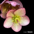 画像25: クリスマスローズ Ice N' roses 氷の薔薇マリーマーブル4.5号 (25)