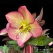 画像24: クリスマスローズ Ice N' roses 氷の薔薇マリーマーブル6号 (24)