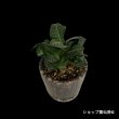 画像6: ユーフォルビア・フランコイシーC　鉢植え (6)