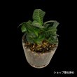 画像2: ユーフォルビア・フランコイシーC　鉢植え (2)