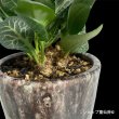 画像4: ユーフォルビア・フランコイシーC　鉢植え (4)