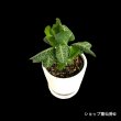 画像3: ユーフォルビア・フランコイシーD　鉢植え (3)