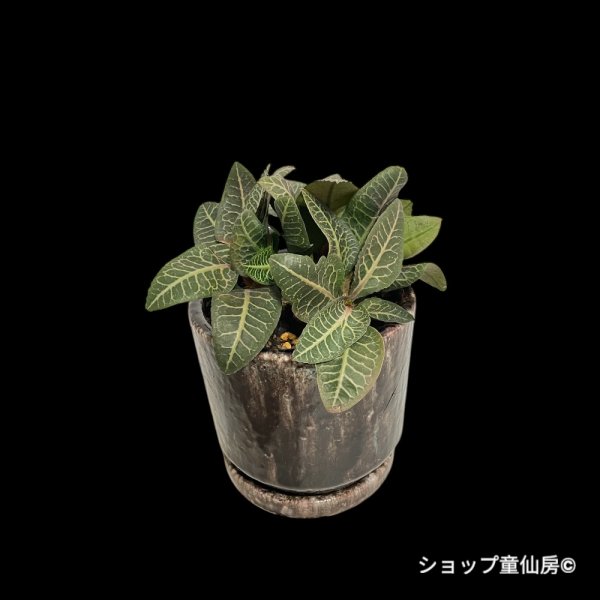 画像1: ユーフォルビア・フランコイシーA　鉢植え (1)