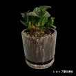 画像5: ユーフォルビア・フランコイシーC　鉢植え (5)