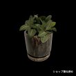 画像2: ユーフォルビア・フランコイシーA　鉢植え (2)