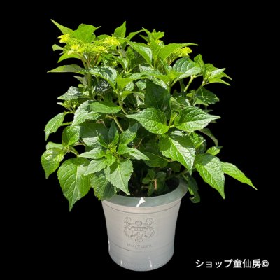 画像1: 庭のあじさい苗 【HBAフロレンシア】3.5号