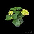 画像17: 四季咲【HBAディヴァフィオーレ・ローズ】4.5号 (17)