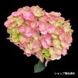 画像18: 四季咲【HBAディヴァフィオーレ・ローズ】4.5号 (18)